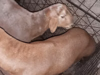 Ram, Sheep — photo 1