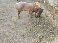 Biri-biri betina, Arashan sheep — foto 4