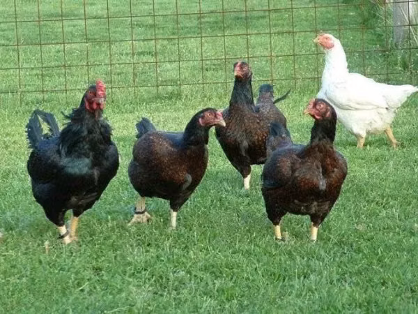 Chickens
