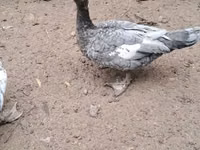 Ducks — foto 2