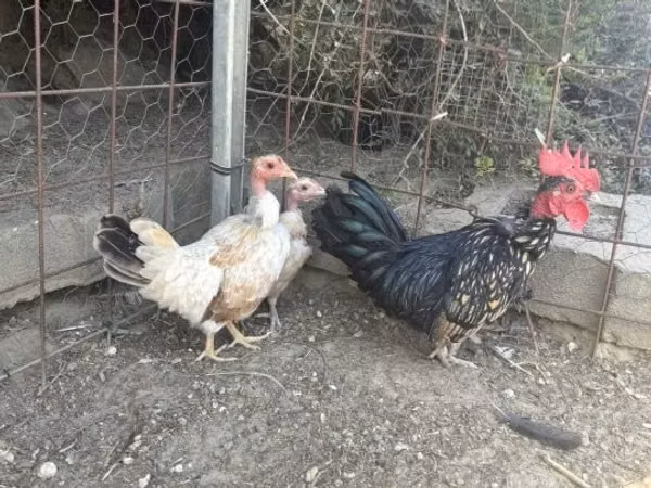 Chickens — হাঙ্গেরি