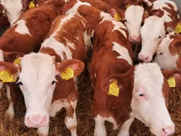گاو نر, Simmental cattle — عکس 2
