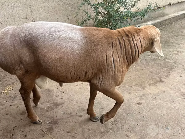 ஆண் ஆடு, ஆடுகள்