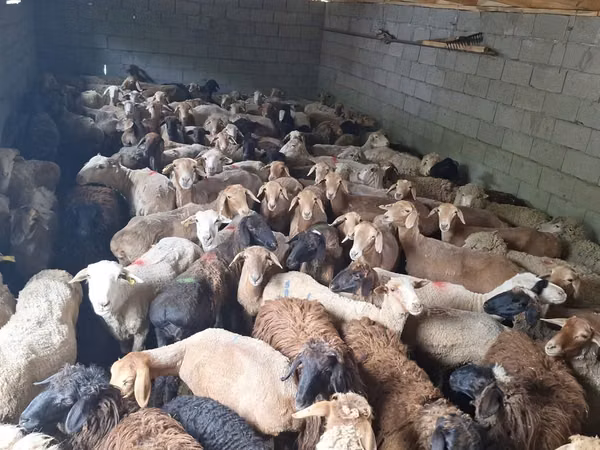 Ram, Sheep — Kazakhstan