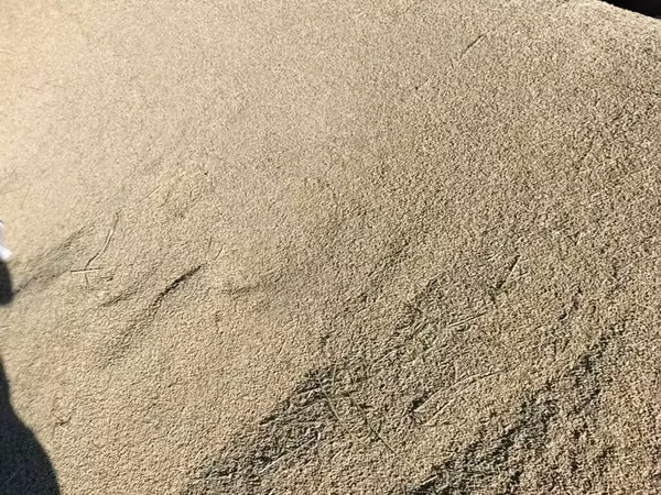 Ячмень (зерно) адрес село СУУСАМЫР - Кормовой ячмень, цельное зерно