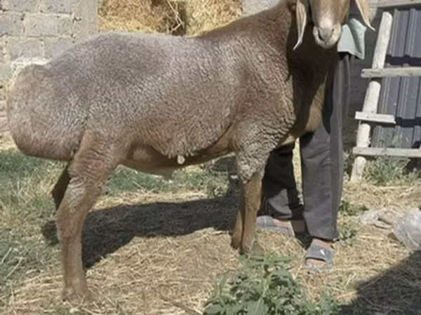 Ram, Sheep — Kyrgyzstan