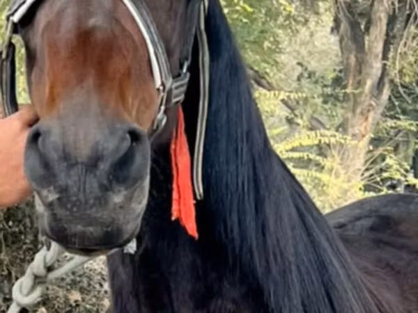 Модиён, French Trotter