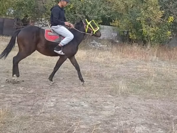 Kůň, Koně