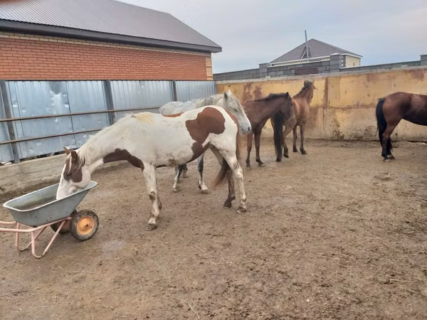 Mare, Horses — Kazakhstan