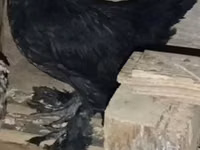 Chickens — foto 5