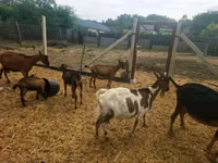 Goat, Nubian Goat — photo 7