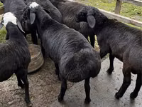 قوچ, Hissar sheep — عکس 1