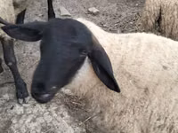 Sheep, White Suffolk sheep — photo 1