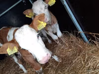 Sığır (parti, cinsiyet belirtilmedi), Simmental cattle — foto 5
