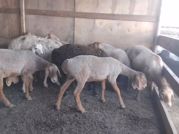 Sheep, Arashan sheep — Kyrgyzstan