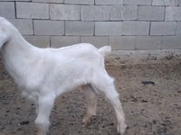 بز نر, Nubian Goat — عکس 4