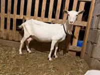 Буз, Saanen goat — акс 3