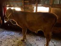 Cattle (batch, sex not specified), Cattle — photo 4