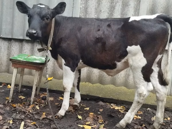 گاو ماده, Russian Black pied cattle