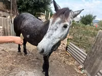 Mare, Horses — photo 3