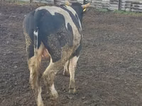Bull, Swiss cattle — photo 2