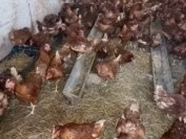 Chickens — Угорщина