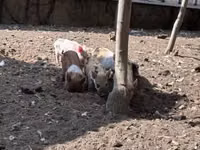 Babi (lot, jantina tidak dinyatakan), Pigs — foto 1