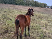 Klisna, Koně — foto 1