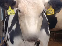 Mucca, Razza Holstein — foto 2