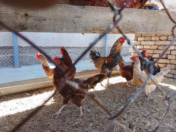 Chickens — Uzbekistan