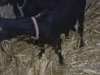 Ged, Alpine goat — foto 3