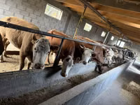 母牛, Simmental cattle — 照片 4