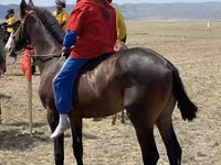 Horse (M), Thoroughbred horse — photo 2