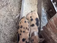Schweine (Partie, Geschlecht nicht angegeben), Schweine — Foto 3