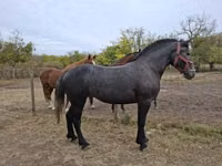 Mare, Horses — photo 5