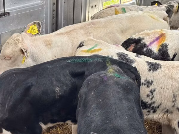 Cattle (batch, sex not specified), Simmental cattle