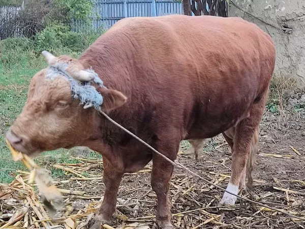 Bull, Cattle