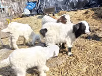 تيس, Saanen goat — الصورة 2