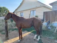ม้าตัวผู้, Kazakh horse — รูปภาพ 2