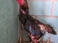 Chickens — photo 1