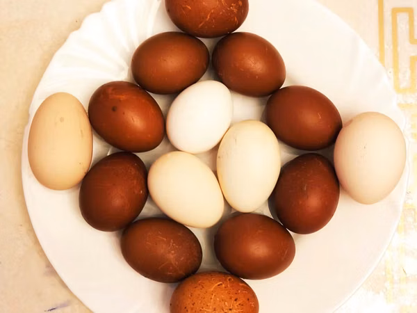 ماران — قزاقستان