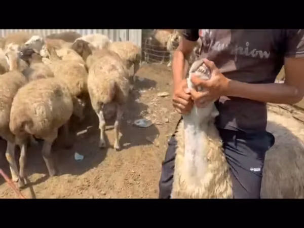 Sheep (batch, sex not specified), Sheep — Azerbaijan