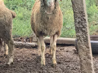 Sheep, Sheep — photo 3