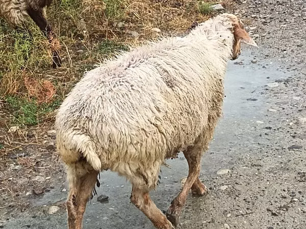Ido, Sheep