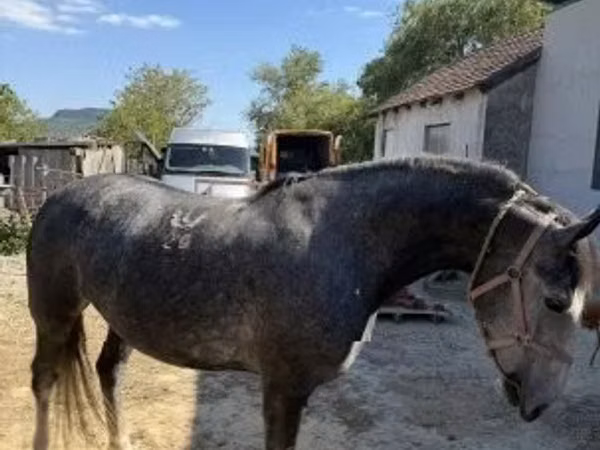 Mare, Lipizzaner