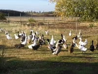 Ducks — φωτογραφία 1