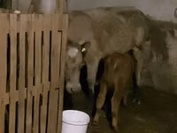 Cow, Cattle — photo 1