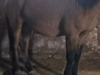Horse (M), Mugalzhar horse — photo 2