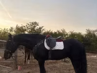 اسب نر, Friesian — عکس 5
