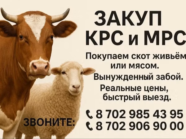 Cow, Cattle — Kazakhstan
